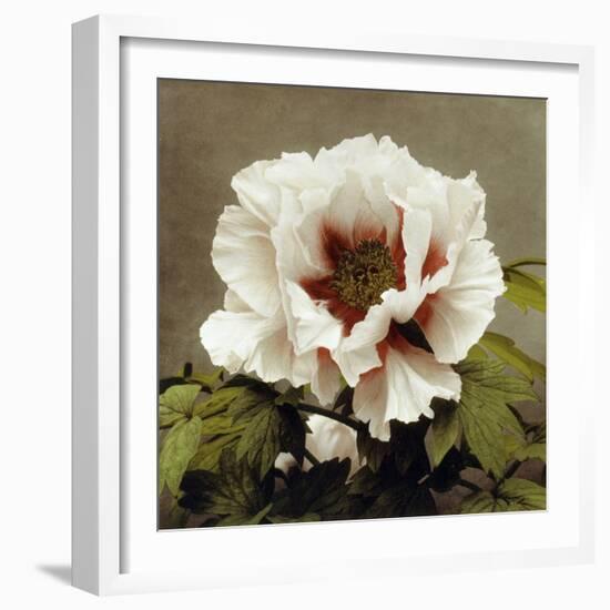 Tree Peony, 19th Century-Ogawa Kazuma-Framed Giclee Print