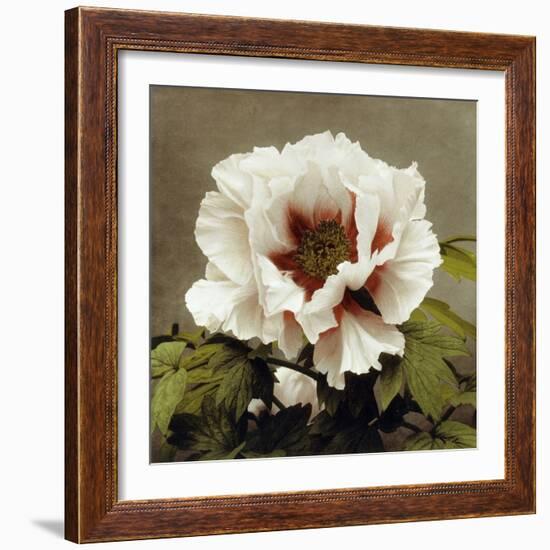 Tree Peony, 19th Century-Ogawa Kazuma-Framed Giclee Print