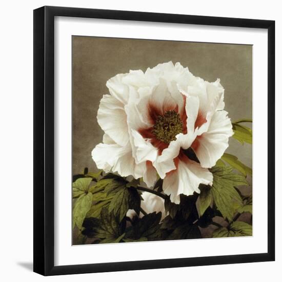 Tree Peony, 19th Century-Ogawa Kazuma-Framed Giclee Print