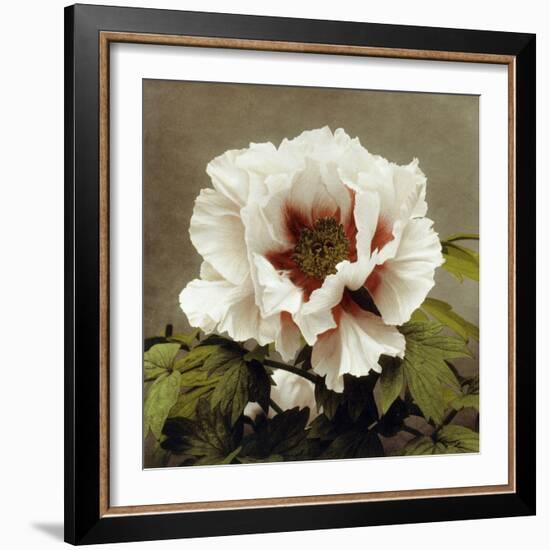 Tree Peony, 19th Century-Ogawa Kazuma-Framed Giclee Print