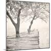 Tree Pier-Kimberly Allen-Mounted Art Print