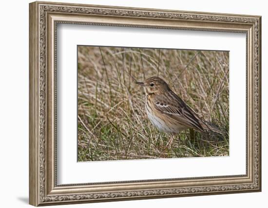 Tree pipit in grassland. Uto, Finland. May-Markus Varesvuo-Framed Photographic Print