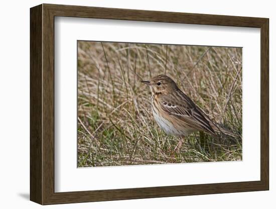 Tree pipit in grassland. Uto, Finland. May-Markus Varesvuo-Framed Photographic Print