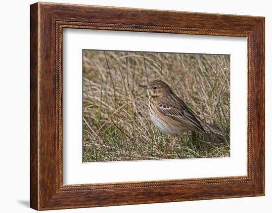 Tree pipit in grassland. Uto, Finland. May-Markus Varesvuo-Framed Photographic Print