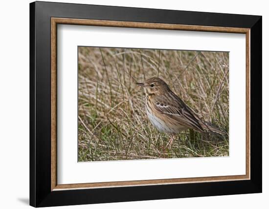 Tree pipit in grassland. Uto, Finland. May-Markus Varesvuo-Framed Photographic Print