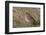 Tree pipit in grassland. Uto, Finland. May-Markus Varesvuo-Framed Photographic Print