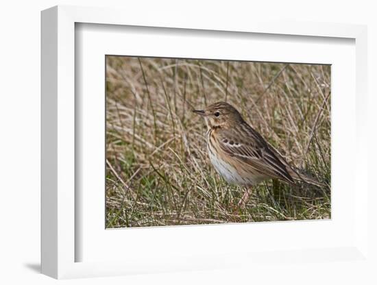 Tree pipit in grassland. Uto, Finland. May-Markus Varesvuo-Framed Photographic Print