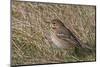 Tree pipit in grassland. Uto, Finland. May-Markus Varesvuo-Mounted Photographic Print