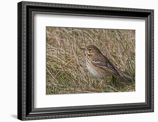 Tree pipit in grassland. Uto, Finland. May-Markus Varesvuo-Framed Photographic Print