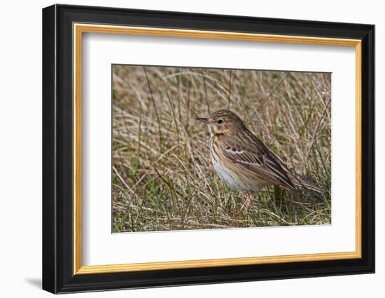 Tree pipit in grassland. Uto, Finland. May-Markus Varesvuo-Framed Photographic Print