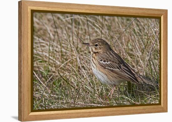 Tree pipit in grassland. Uto, Finland. May-Markus Varesvuo-Framed Premier Image Canvas