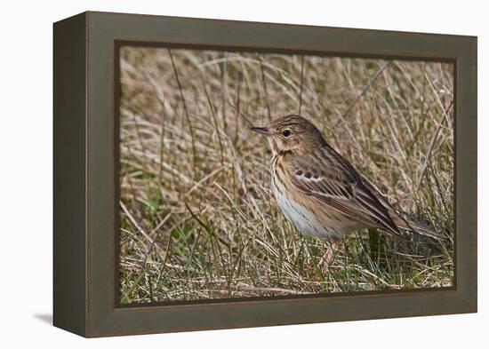 Tree pipit in grassland. Uto, Finland. May-Markus Varesvuo-Framed Premier Image Canvas