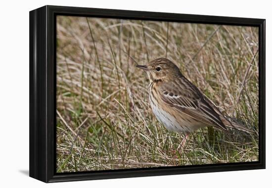 Tree pipit in grassland. Uto, Finland. May-Markus Varesvuo-Framed Premier Image Canvas