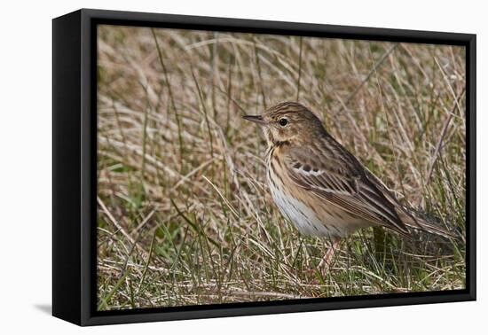 Tree pipit in grassland. Uto, Finland. May-Markus Varesvuo-Framed Premier Image Canvas