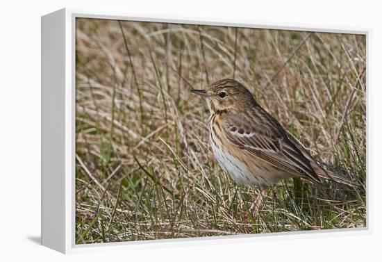 Tree pipit in grassland. Uto, Finland. May-Markus Varesvuo-Framed Premier Image Canvas