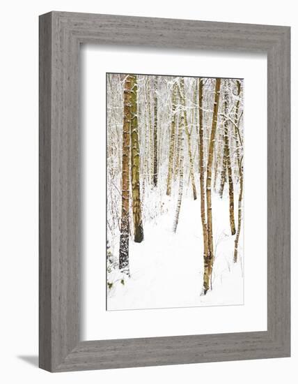 Tree, plant, cold, snow-Nora Frei-Framed Photographic Print