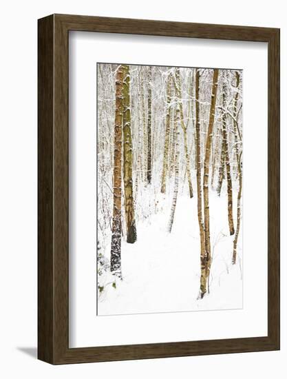 Tree, plant, cold, snow-Nora Frei-Framed Photographic Print
