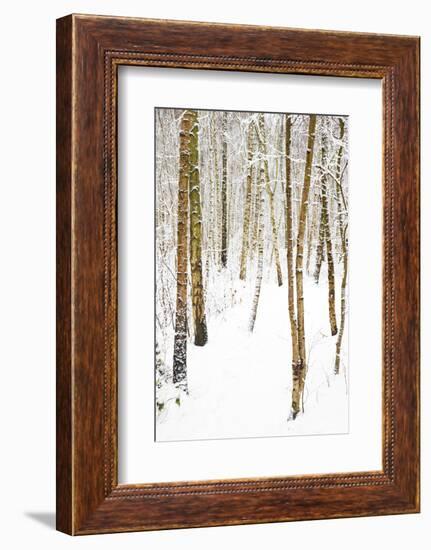 Tree, plant, cold, snow-Nora Frei-Framed Photographic Print