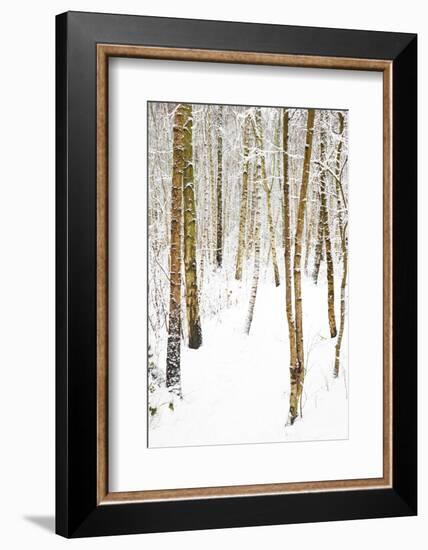 Tree, plant, cold, snow-Nora Frei-Framed Photographic Print