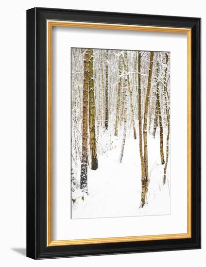 Tree, plant, cold, snow-Nora Frei-Framed Photographic Print