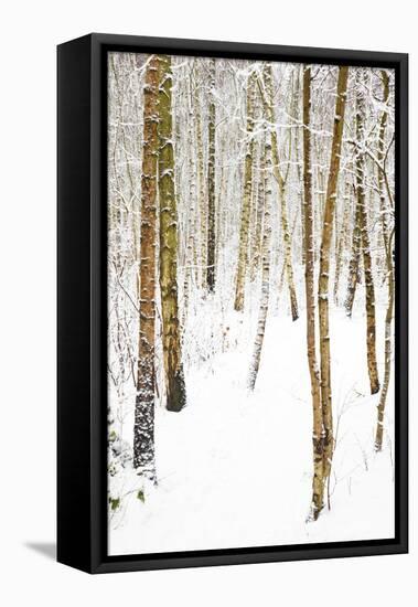 Tree, plant, cold, snow-Nora Frei-Framed Premier Image Canvas