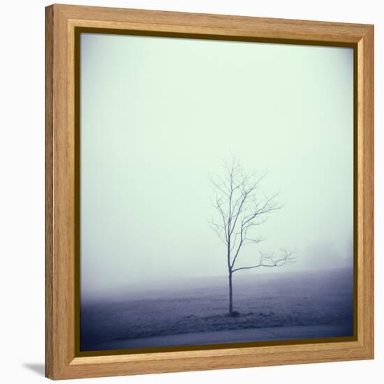 Tree Portrait, Discovery Park-Kevin Cruff-Framed Premier Image Canvas