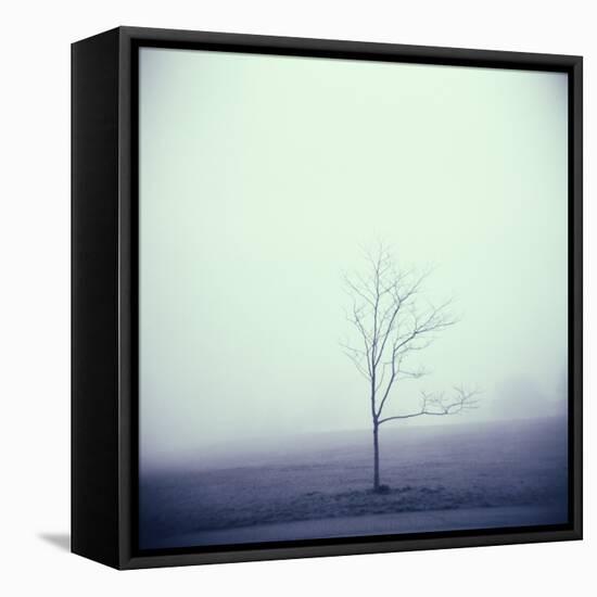 Tree Portrait, Discovery Park-Kevin Cruff-Framed Premier Image Canvas