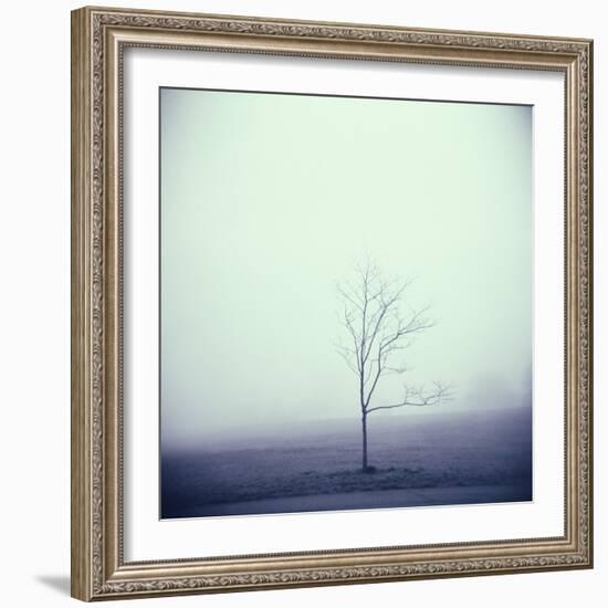 Tree Portrait, Discovery Park-Kevin Cruff-Framed Photographic Print