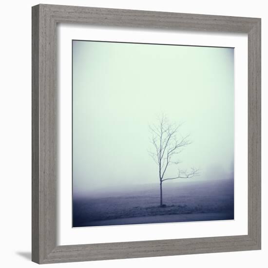 Tree Portrait, Discovery Park-Kevin Cruff-Framed Photographic Print