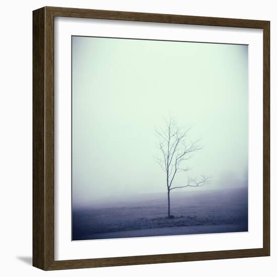 Tree Portrait, Discovery Park-Kevin Cruff-Framed Photographic Print