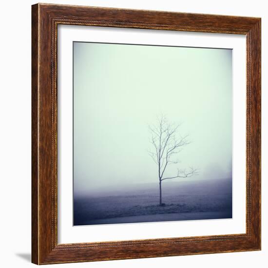 Tree Portrait, Discovery Park-Kevin Cruff-Framed Photographic Print