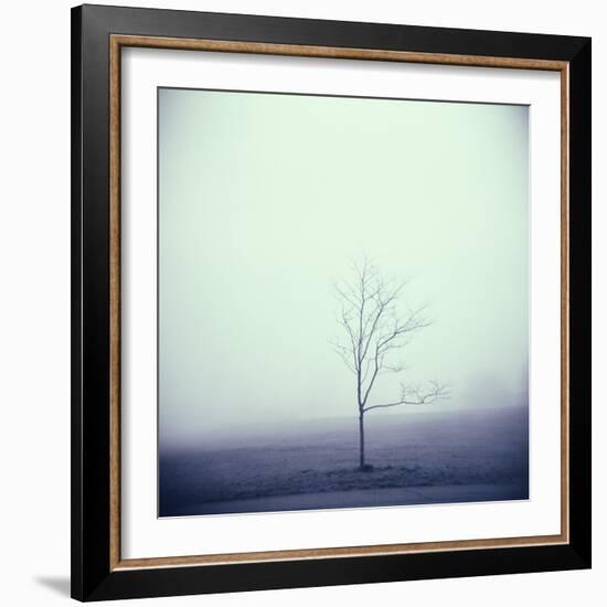 Tree Portrait, Discovery Park-Kevin Cruff-Framed Photographic Print