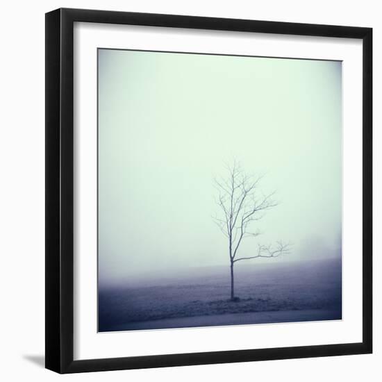 Tree Portrait, Discovery Park-Kevin Cruff-Framed Photographic Print