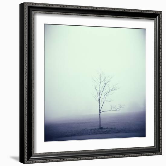 Tree Portrait, Discovery Park-Kevin Cruff-Framed Photographic Print