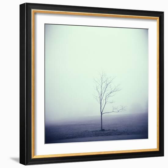 Tree Portrait, Discovery Park-Kevin Cruff-Framed Photographic Print