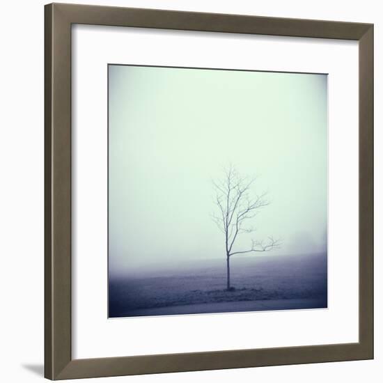 Tree Portrait, Discovery Park-Kevin Cruff-Framed Photographic Print