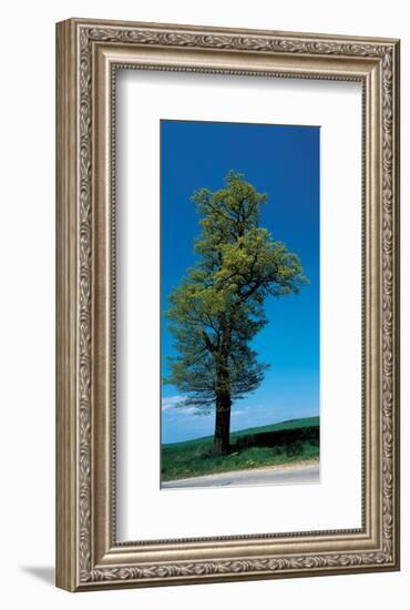 Tree Portrait-null-Framed Art Print