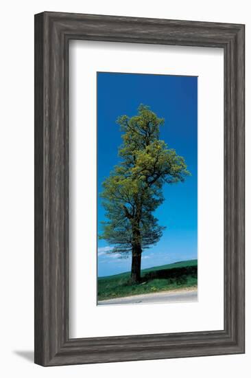 Tree Portrait-null-Framed Art Print
