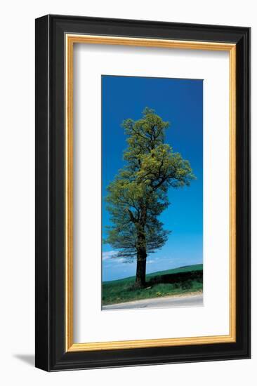 Tree Portrait-null-Framed Art Print