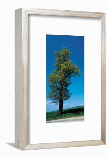 Tree Portrait-null-Framed Art Print