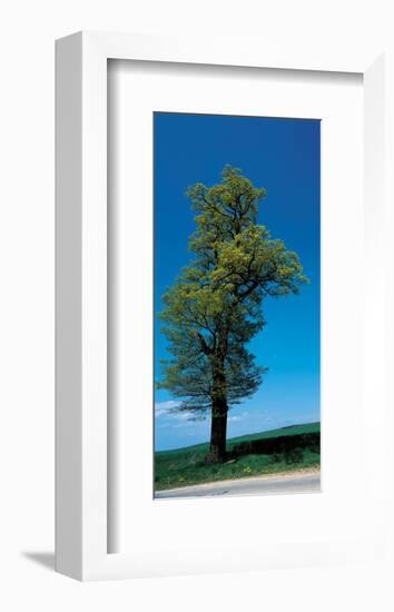 Tree Portrait-null-Framed Art Print