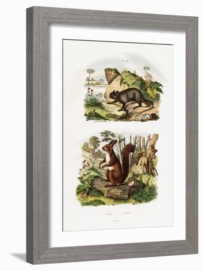 Tree Rat, 1833-39-null-Framed Giclee Print