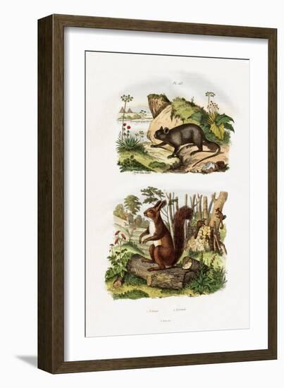 Tree Rat, 1833-39-null-Framed Giclee Print