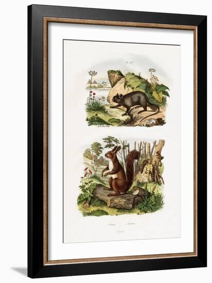 Tree Rat, 1833-39-null-Framed Giclee Print