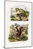 Tree Rat, 1833-39-null-Mounted Giclee Print