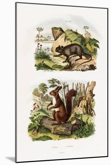 Tree Rat, 1833-39-null-Mounted Giclee Print