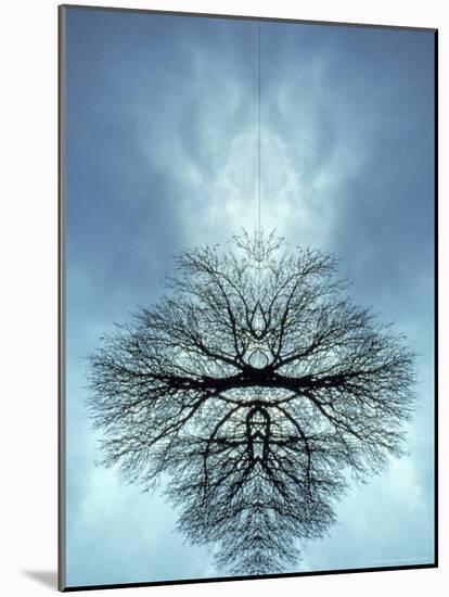 Tree Reflected in Water and Surrounded by Clouds-Chris Rogers-Mounted Photographic Print