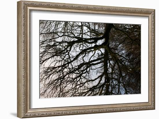 Tree Reflected in Water-Mark Sunderland-Framed Photographic Print