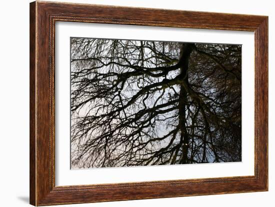 Tree Reflected in Water-Mark Sunderland-Framed Photographic Print