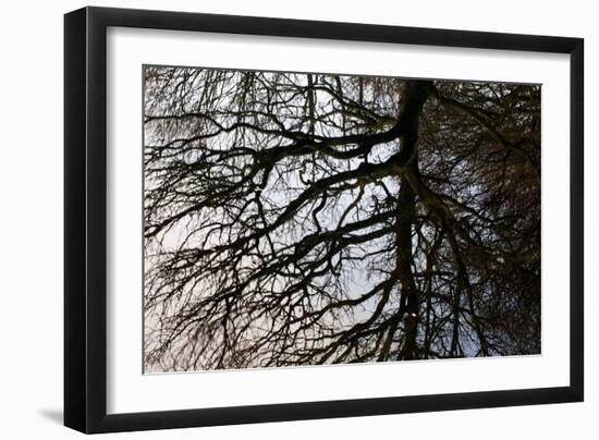 Tree Reflected in Water-Mark Sunderland-Framed Photographic Print